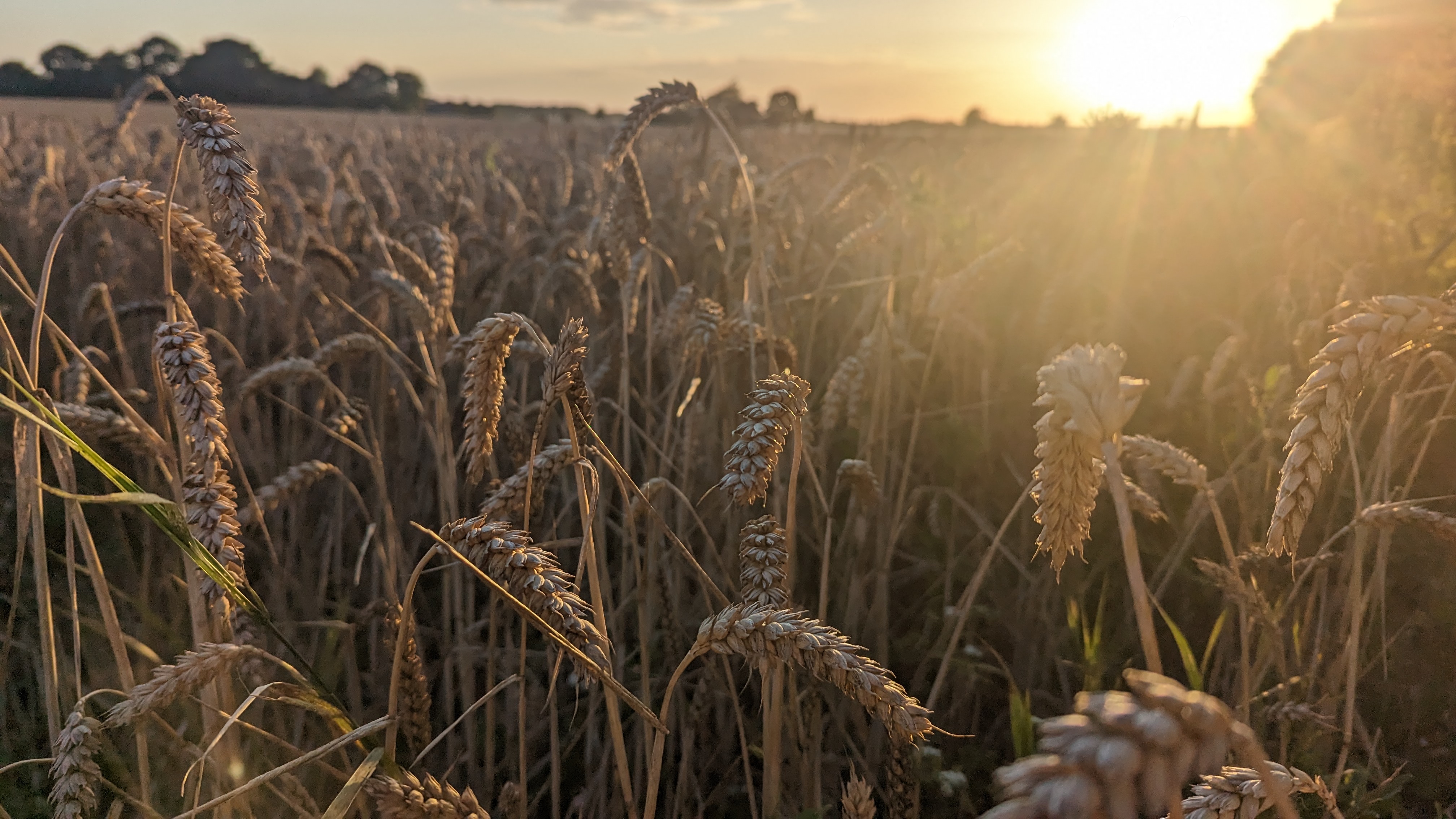 Photo by Giedre Motuzaite Matuzeviciute of bread wheat field