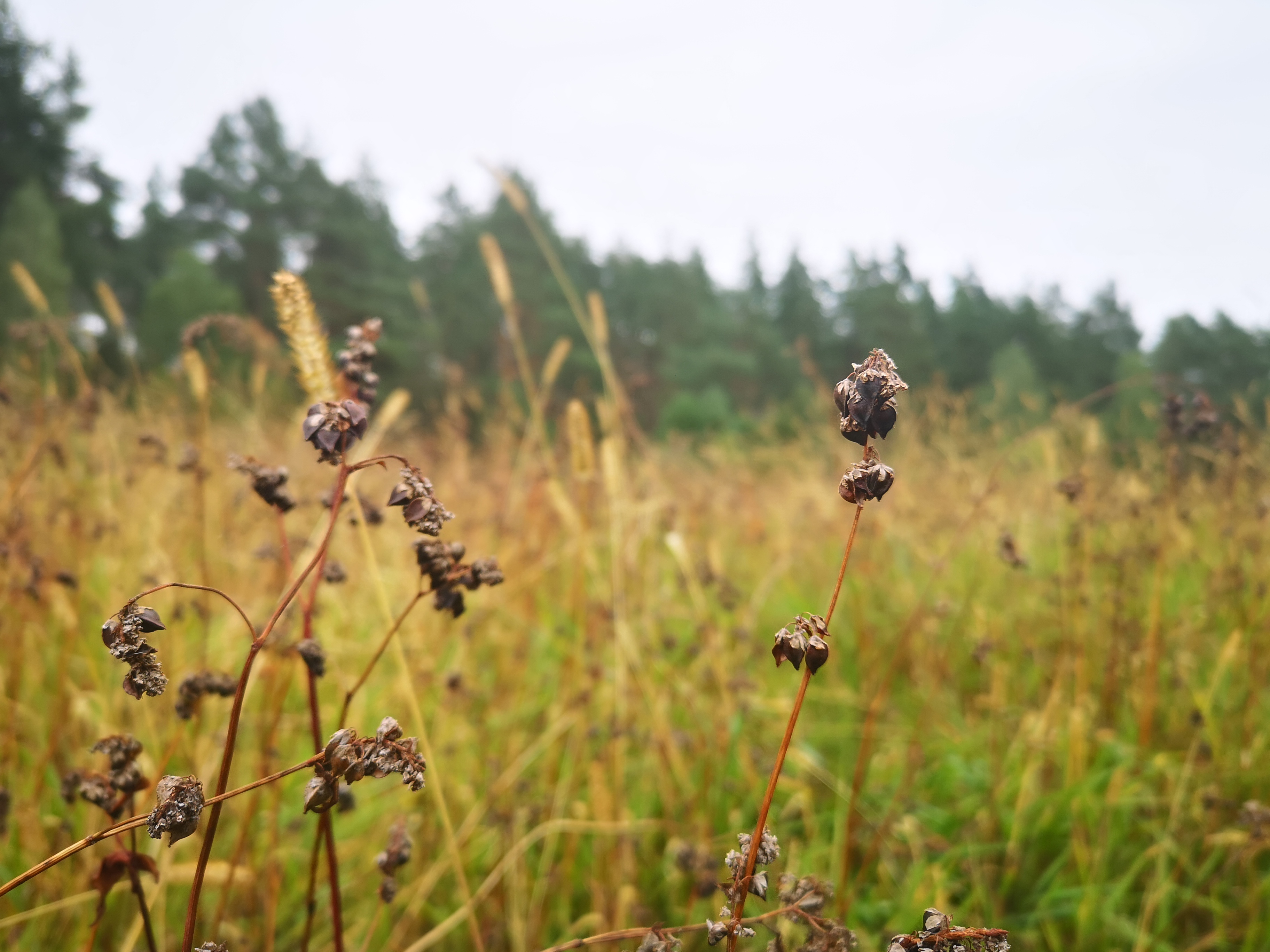 Photo by Giedre Motuzaite Matuzeviciute of buckwheat field